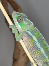 Load image into Gallery viewer, Juvenile Sambava x Ambilobe Panther Chameleon perched on branch showing red and green tones
