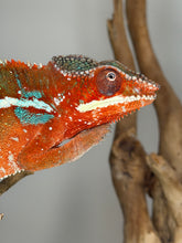 Load image into Gallery viewer, Premium Ambilobe Panther Chameleon from European genetics displaying vibrant red and blue coloration
