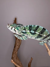 Load image into Gallery viewer, Premium Ambilobe Panther Chameleon from the Flash Jr. bloodline showing exceptional structure and color.
