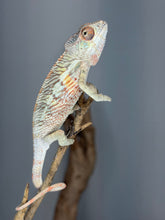 Load image into Gallery viewer, Premium male Ambilobe Panther Chameleon bred by FramsChams with exceptional color potential.
