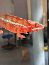Load image into Gallery viewer, Premium Ambilobe Panther Chameleon featuring rare red-orange coloration and emerging blue barring
