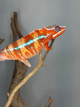 Load image into Gallery viewer, Premium male Ambilobe Panther Chameleon showcasing vivid red and blue coloration from European bloodlines
