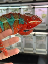 Load image into Gallery viewer, Premium European bloodline male Ambilobe Panther Chameleon with intense red body coloration and bold blue bars.
