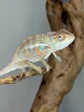 Load image into Gallery viewer, Premium young Panther Chameleon with exceptional future color potential.
