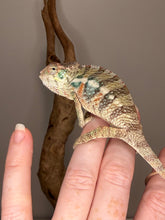 Load image into Gallery viewer, Premium captive-bred surprise young male Panther Chameleon raised by FramsChams.
