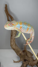 Load and play video in Gallery viewer, Young male Ambilobe Panther Chameleon (Flash Jr. x Aslan) showing orange and blue coloration and calm behavior at FramsChams.
