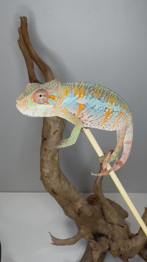 Young male Ambilobe Panther Chameleon (Flash Jr. x Aslan) showing orange and blue coloration and calm behavior at FramsChams.