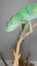 Load and play video in Gallery viewer, Video of shy young male Panther Chameleon showing early green and red flashes
