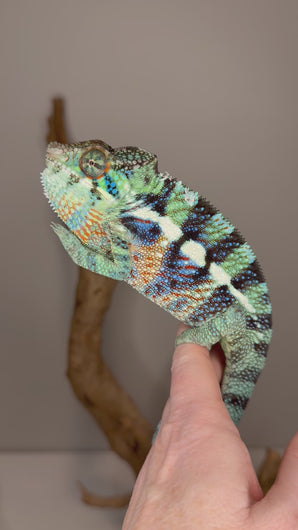 Video of calm male Ambanja Panther Chameleon – Avatar x Blue Magic juvenile, showing movement, emerging blue and purple bars,  and confident personality