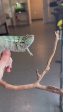 Load and play video in Gallery viewer, E34 Avatar Ambanja Panther Chameleon video
