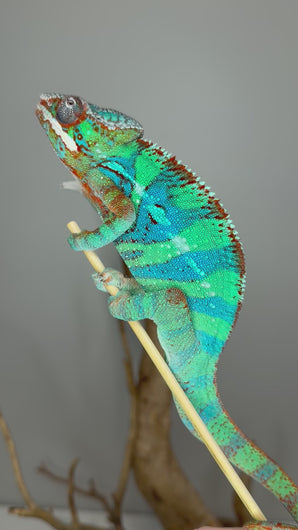 Side view of juvenile male Ambilobe panther chameleon showing early blue bars