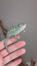 Load and play video in Gallery viewer, Young male Panther Chameleon growing and developing his adult colors, showcasing the transformation that makes raising a chameleon from a young age special.
