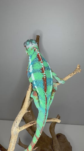 Video of juvenile Ambilobe Panther Chameleon with potential yellow body and blue bars exploring a branch, showing personality and early colors