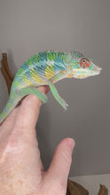 Load and play video in Gallery viewer, Video of a juvenile Ambilobe Panther Chameleon (Aslan x Flash line) showing vibrant rainbow colors and calm temperament
