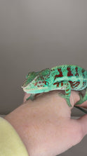 Load and play video in Gallery viewer, AMBANJA Panther Chameleon: (E8)
