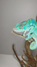 Load and play video in Gallery viewer, Ambilobe Panther Chameleon (E20)
