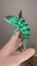 Load and play video in Gallery viewer, Video of juvenile Ambilobe Panther Chameleon with yellow body and blue bars exploring a branch, showing personality and vibrant colors

