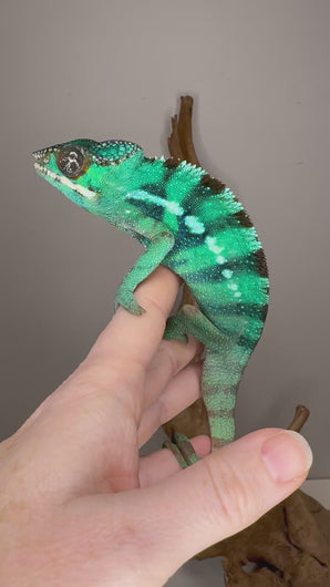 Video of juvenile Ambilobe Panther Chameleon with yellow body and blue bars exploring a branch, showing personality and vibrant colors