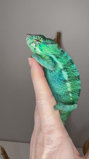 Nosy Be Panther Chameleon showing brilliant blue-green coloration while exploring his enclosure – FramsChams