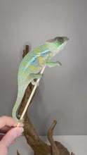 Load and play video in Gallery viewer, Video introduction of an ambilobe panther chameleon for sale at FramsChams
