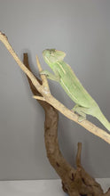 Load and play video in Gallery viewer, FramsChams veiled chameleon calmly hand-fed and handled to show their gentle temperament and good health. Perfect example of our hand-raised care.
