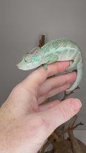 Load and play video in Gallery viewer, Video of Avatar bloodline Panther Chameleon with calm temperament
