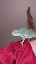 Load and play video in Gallery viewer, Nosy Be Panther Chameleon juvenile male showing calm behavior, curious movements, and developing blue-green coloration with clear view of body, eyes, and natural perching activity in enclosure.

