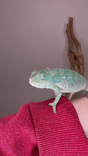 Nosy Be Panther Chameleon juvenile male showing calm behavior, curious movements, and developing blue-green coloration with clear view of body, eyes, and natural perching activity in enclosure.