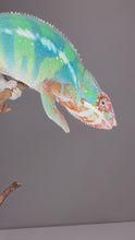 Load and play video in Gallery viewer, Ambilobe Panther Chameleon – Male | Flash Jr. × Aslan Clutchmate Holdback | E3
