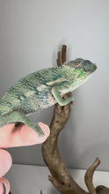 Load and play video in Gallery viewer, Video of juvenile Rainbow Skittles Panther Chameleon exploring and showing early color development
