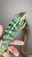 Load and play video in Gallery viewer, Video of juvenile Ambilobe Panther Chameleon with potential yellow body and blue bars exploring a branch, showing personality and early colors

