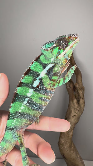 Video of juvenile Ambilobe Panther Chameleon with potential yellow body and blue bars exploring a branch, showing personality and early colors