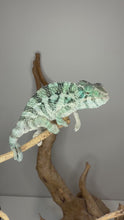 Load and play video in Gallery viewer, Video of juvenile male Ambanja panther chameleon showing emerging blue coloration and confident demeanor
