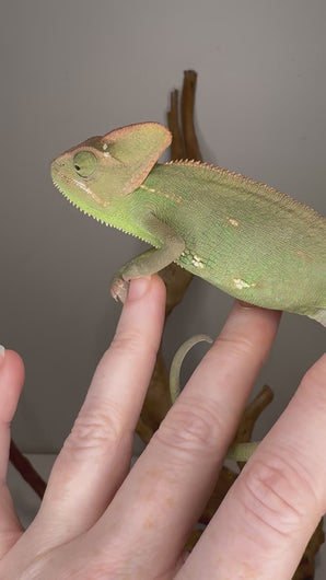 Video of captive-bred female veiled chameleon exploring her habitat and interacting with her environment