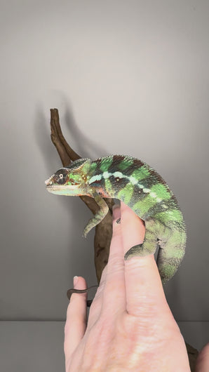 juvenile ambilobe panther chameleon moving along branch showing emerging blue bars and curious behavior