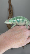 Load and play video in Gallery viewer, E1 Aslan x Flash ambilobe panther chameleon1
