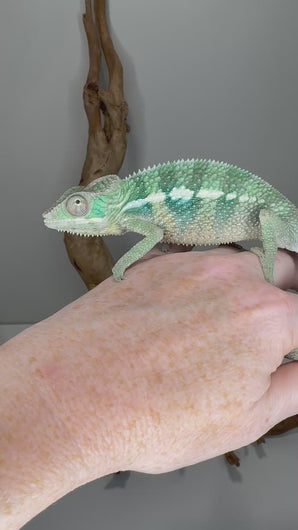 E1 Aslan x Flash ambilobe panther chameleon1
