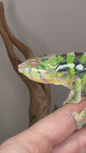 Load and play video in Gallery viewer, Sambava x Ambilobe Panther Chameleon from FramsChams, pet-only male
