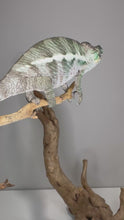 Load and play video in Gallery viewer, Video of Juvenile Ambanja Panther Chameleon showing vibrant green, blue, and red coloration
