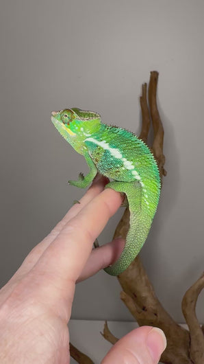 Friendly male panther chameleon showing bright green coloration
