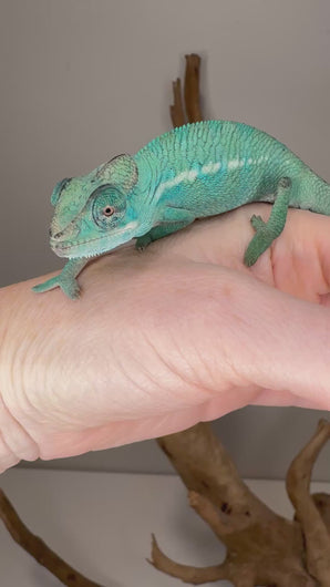 Close-up video of Nosy Be Panther Chameleon’s shifting colors under natural light