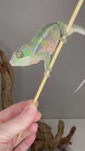 Load and play video in Gallery viewer, Video of hybrid Panther Chameleon male showing early red and green coloration
