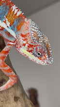 Load and play video in Gallery viewer, AMBILOBE Male Panther Chameleon: (J3)
