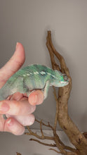 Load and play video in Gallery viewer, Video of a younger juvenile Ambilobe panther chameleon showing early developing coloration and alert behavior
