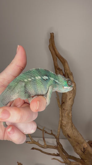 Video of a younger juvenile Ambilobe panther chameleon showing early developing coloration and alert behavior