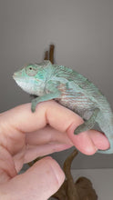 Load and play video in Gallery viewer, Video of sweet juvenile Red Panther Chameleon moving and showing early red coloration
