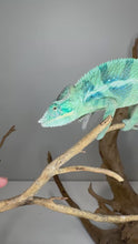 Load and play video in Gallery viewer, Video of young male Ambanja Panther Chameleon (Avatar x Blue Magic) showing deep blue and turquoise colors
