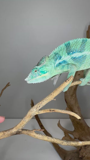 Video of young male Ambanja Panther Chameleon (Avatar x Blue Magic) showing deep blue and turquoise colors