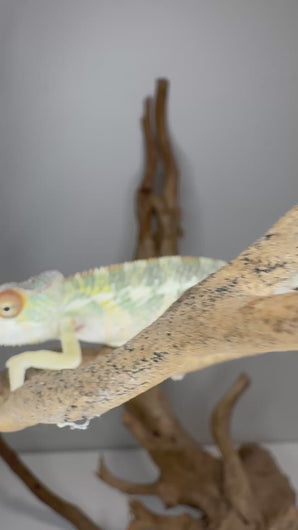 Rainbow Skittles Panther Chameleon (Aslan × Flash) showing colorful scales, yellow and orange eye turrets, and calm temperament