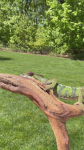 Load and play video in Gallery viewer, flash-jr-aslan-male-chameleon
